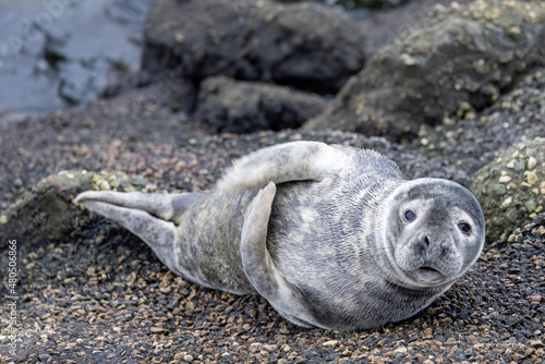 Photography Seal relaxing on the rocky shore of the pier in IJmuiden, North Sea, Netherlands
