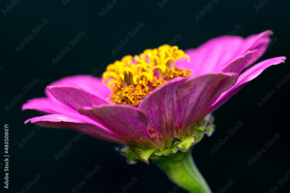 close up shot of a beautiful flower against black background close up shot of a beautiful flower against black background