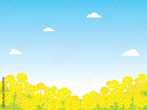 春の菜の花の風景イラスト