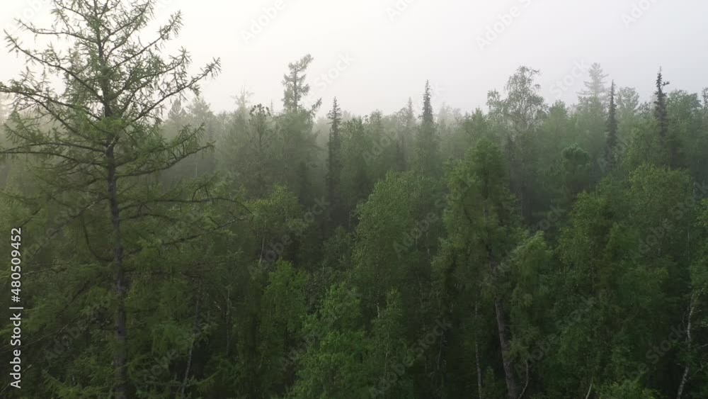 Flying over the forest and river in a thick fog in the early summer morning Flying over the forest and river in a thick fog in the early summer morning