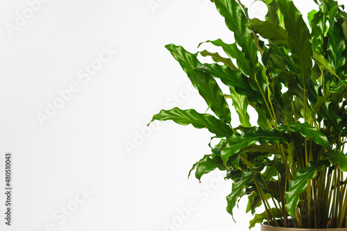Green plant on white background