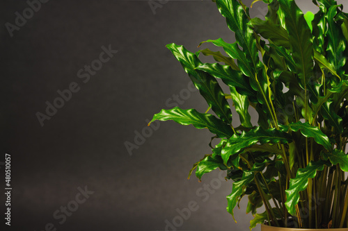 Green plant on black background