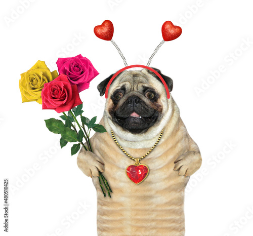 A dog pug in a holiday headband is holding a bouquet of roses. White background. Isolated. © iridi66