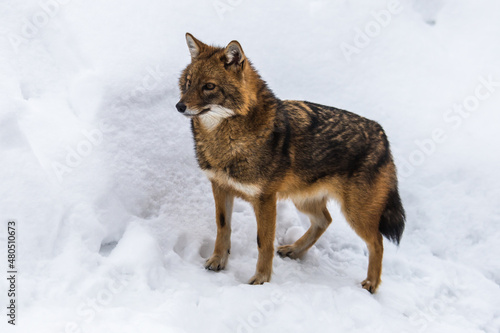 The jackal is a small cautious and nimble animal, slightly smaller than the average mongrel. He looks like a small wolf. © TATIANA
