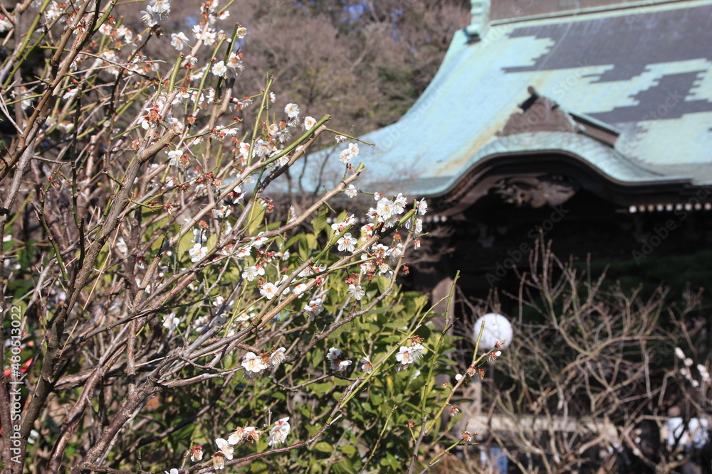 Obraz premium 2月の鎌倉。苔の寺妙法寺。梅の咲く境内。