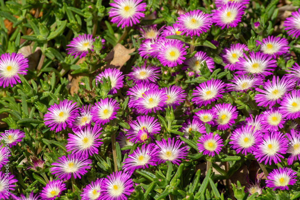 Purple and white flowers of an ice-plant (carpobrotus edulis) Purple and white flowers of an ice-plant (carpobrotus edulis)