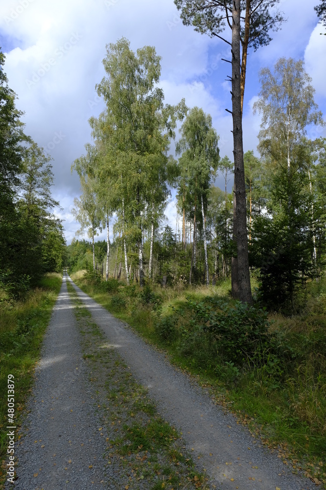 Naklejka premium Feuchtbiotope im Neuwirtshauser Forst im Biosphärenreservat Rhön, Landkreis Bad Kissingen, Bayern, Deutschland