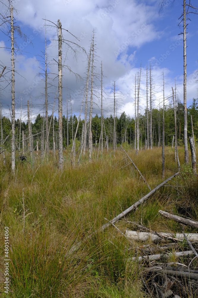 Feuchtbiotope im Neuwirtshauser Forst im Biosphärenreservat Rhön, Landkreis Bad Kissingen, Bayern, Deutschland Feuchtbiotope im Neuwirtshauser Forst im Biosphärenreservat Rhön, Landkreis Bad Kissingen, Bayern, Deutschland