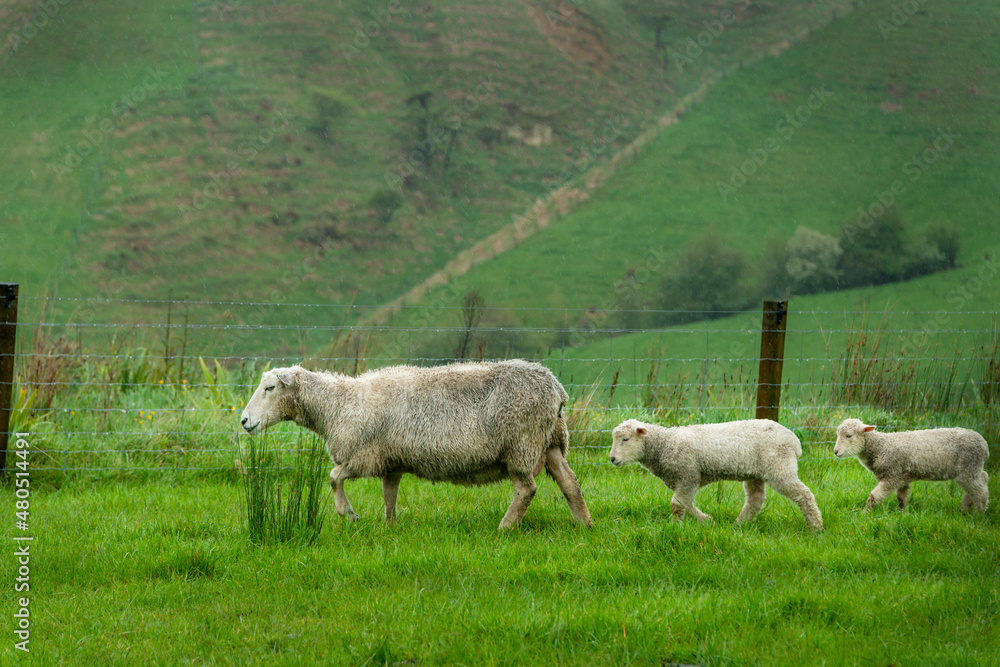 Ewe leading her baby lambs running on the lush green paddock along the farm fence Ewe leading her baby lambs running on the lush green paddock along the farm fence