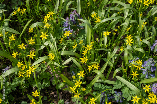 Little yellow and blue flowers among the green leaves and grass. Spring background. Top view.
