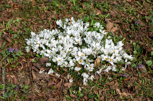 Spot of first spring white flowers on dried foliage