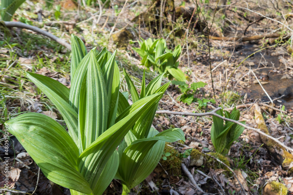 Obraz premium コバイケイソウ（Veratrum stamineum Maxim）の若芽／日本長野県4月