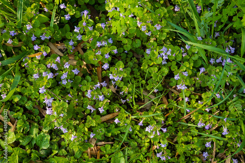 地面を覆うように群生するカキドオシ(glechoma hederacea)