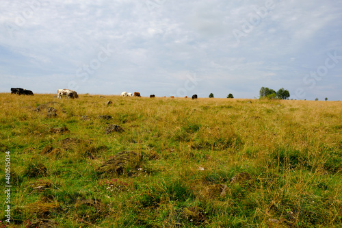 Landschaft am Mathesberg in der Hohen Rhön im Biosphärenreservat Rhön bei Wüstensachsen, Landkreis Fulda, Hessen, Deutschland