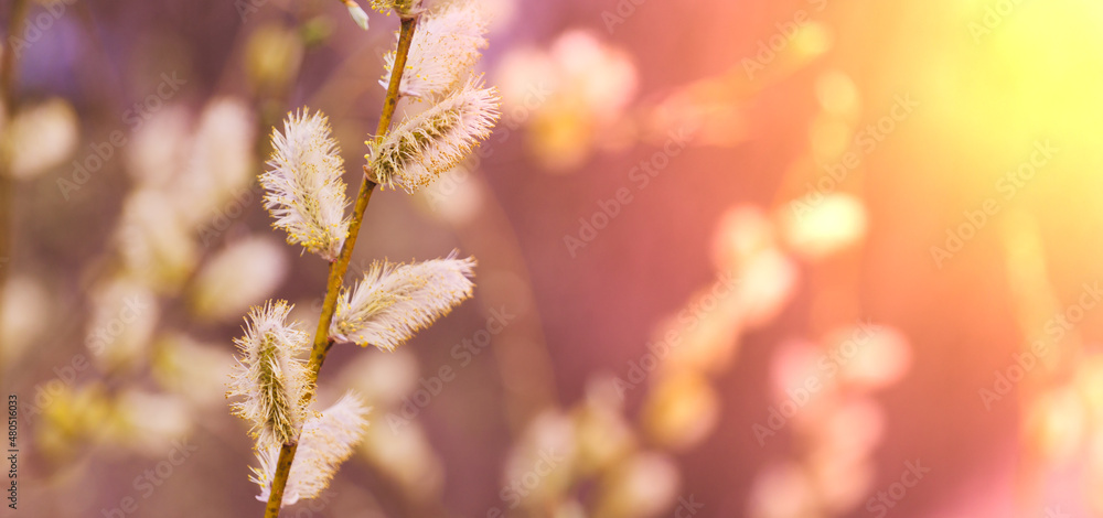 beautiful spring background with buds and the setting sun beautiful spring background with buds and the setting sun