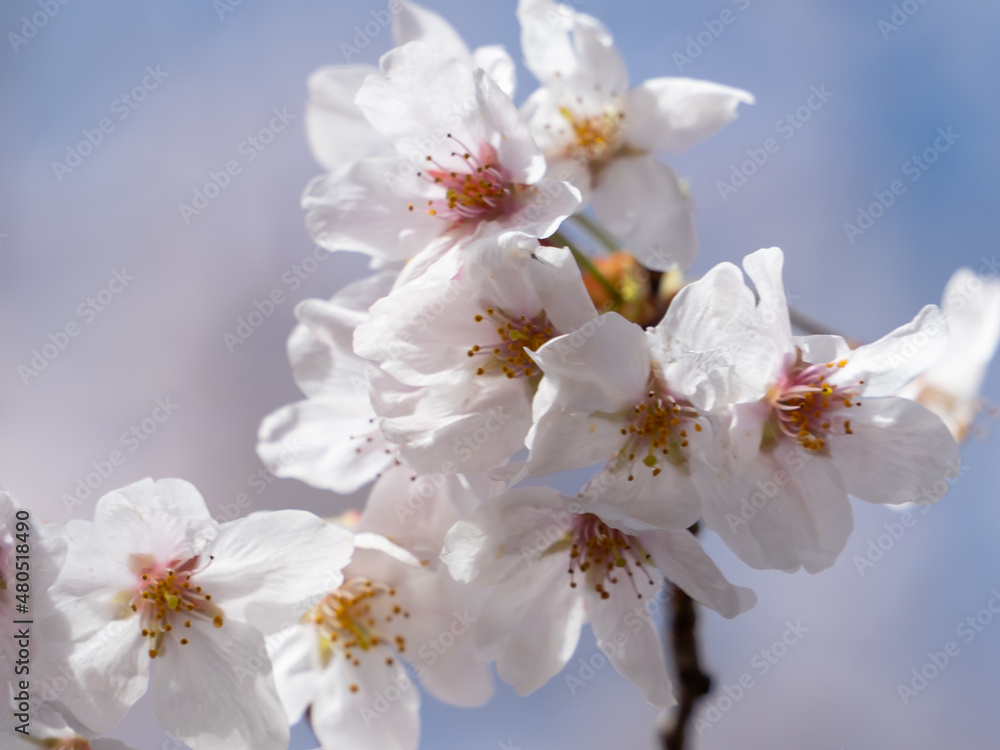 桜　クローズアップ