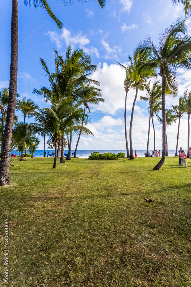 Cocotiers sur plage de Grand Anse, île de la Réunion 
