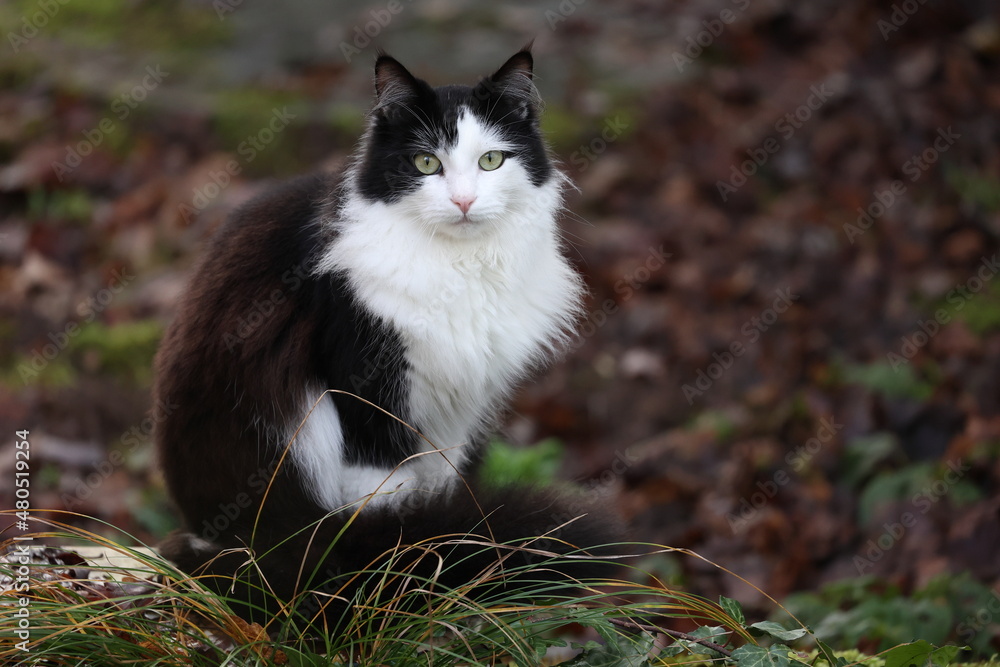 Hauskatze Hauskatze