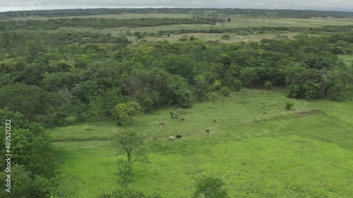 Aerial view cows graze in the fields. Natural landscape with forests and fields in a beautiful bridge. photo
