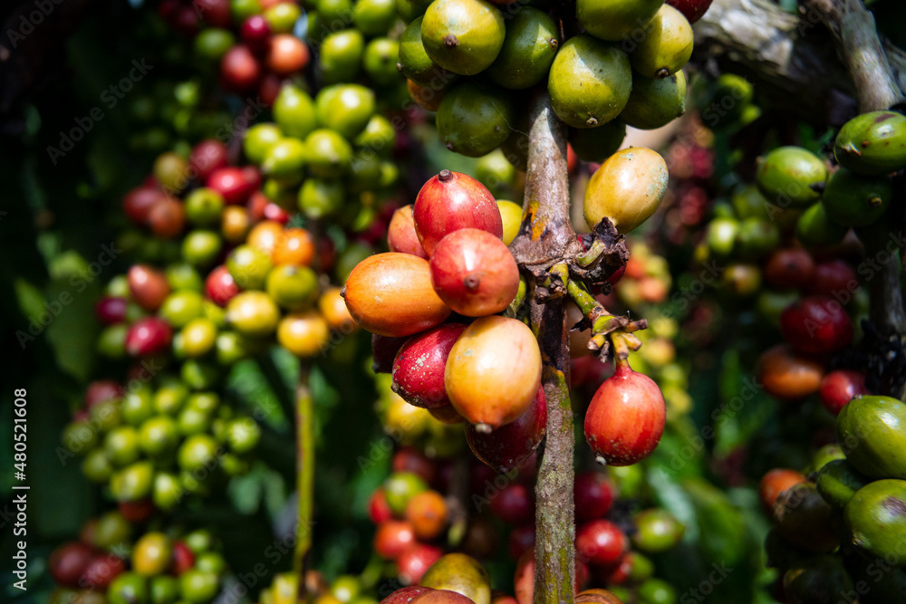 Obraz premium coffee tree at coffee farm