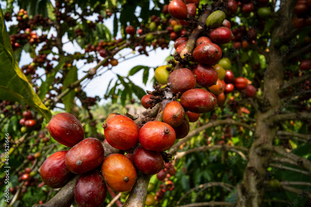 coffee tree at coffee farm coffee tree at coffee farm
