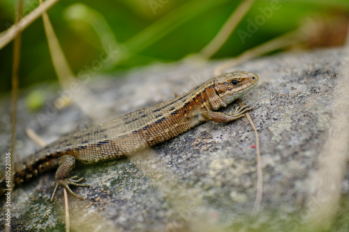 Waldeidechse, Zootoca vivipara, Lacerta vivipara, Bergeidechse, Mooreidechse