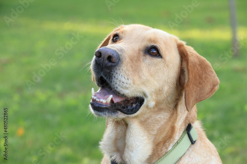 Photography  close-up of a dog