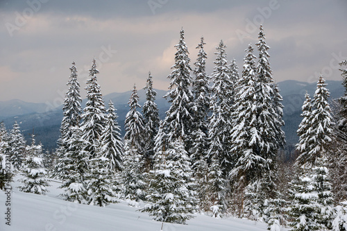 Pine trees covered with fresh fallen snow in winter mountain forest in cold gloomy evening