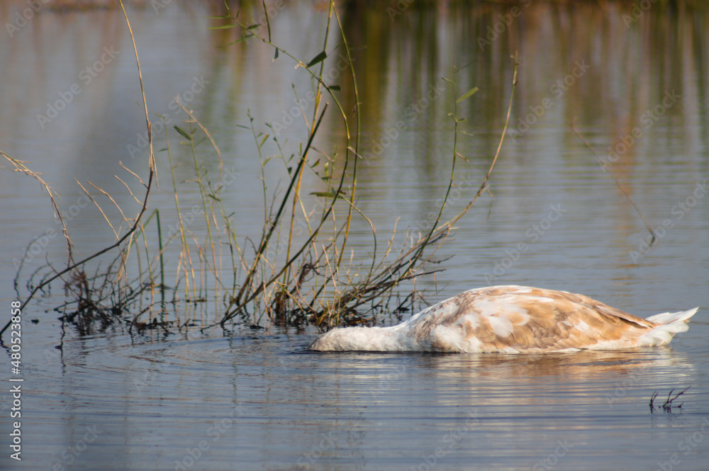 Swan with head under lake water closeup view with blurred reed reflections on background Swan with head under lake water closeup view with blurred reed reflections on background