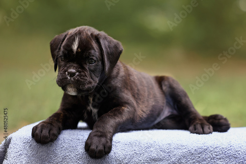 dog boxer puppy 2 months old in the park in summer © Виктория Дубровская