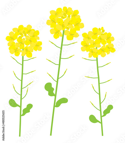 菜の花のイラスト