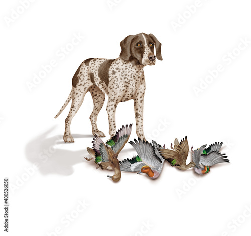 chien, braque, canard, siffleur , sarcelle , allemagne, mâle, femelle, animal de compagnie, brun, isolé, mammifère, chiot, race, blanc, de race, court, portrait, chasse, chassant, joli, braque de weim photo