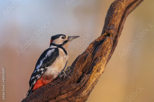 Great spotted woodpecker, Dendrocopos major,late winter searching for food photo