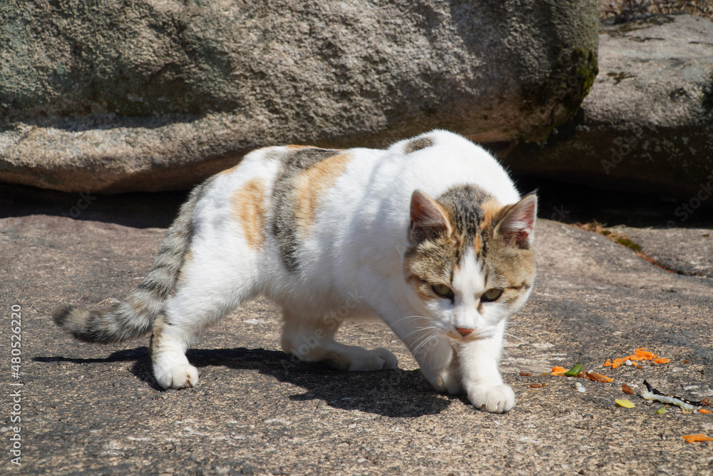 Fototapeta premium cat on the beach