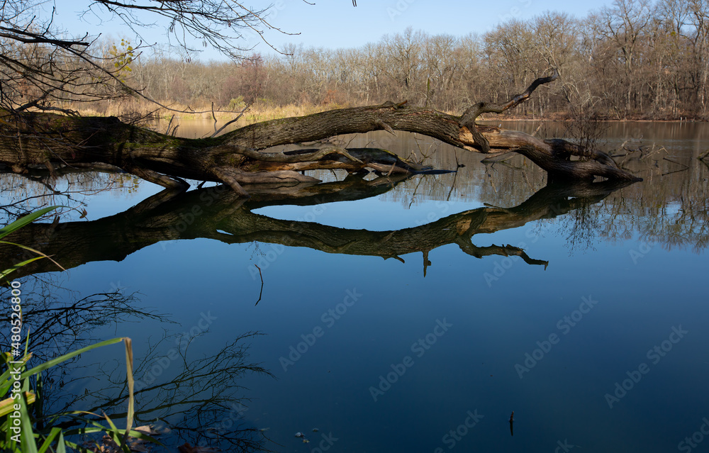 dead tree on lake dead tree on lake