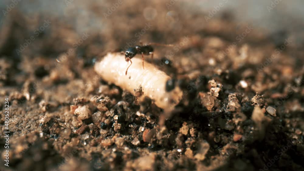 Macro close-up view of a group of ants carrying a slug. Macro close-up view of a group of ants carrying a slug.