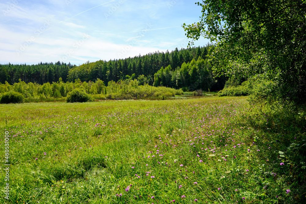 Fototapeta premium Das NSG Bischofswaldung mit Stedtlinger Moor, Biosphärenreservat Rhön, Gemeinde Rhönblick, Thüringen, Deutschland