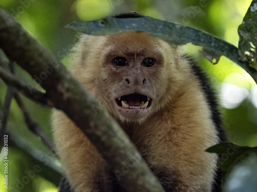 A Panamanian white-faced capuchin, Cebus imitator, with bared teeth threatens the photogarf. Costa Rica