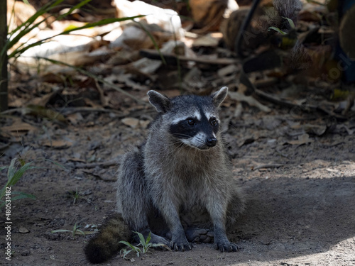 Crab-eating raccoon, Procyon cancrivorus, sits on the ground looking for food. Costa Rica