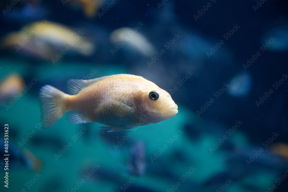 fish swimming underwater clear blue ocean fish swimming underwater clear blue ocean