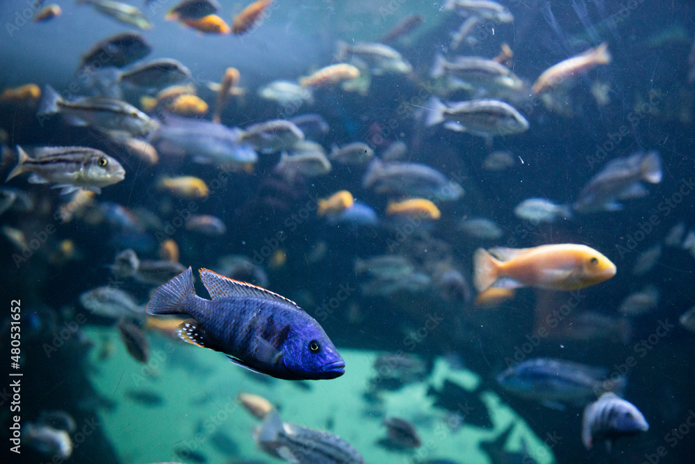 Naklejka premium fish swimming underwater clear blue ocean
