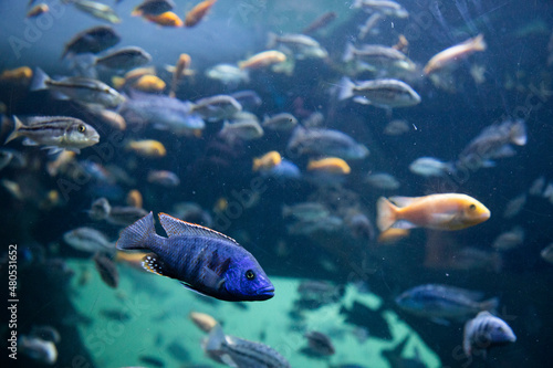 Fototapeta Naklejka Na Ścianę i Meble -  fish swimming underwater clear blue ocean