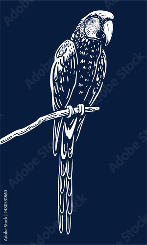 Ara illustration, vector, hand drawn, isolated on dark background. Black and white.