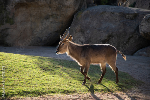 VALENCIA , SPAIN - DECEMBER 9, 2021:mountain goat in Valencia Biopark Spain photo