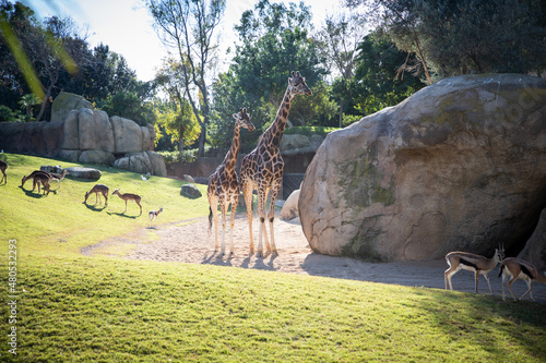 VALENCIA , SPAIN - DECEMBER 9, 2021: giraffes in Valencia Biopark Spain photo