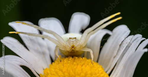 goldenrod crab spider or flower spider (Misumena vatia) in daisy flower