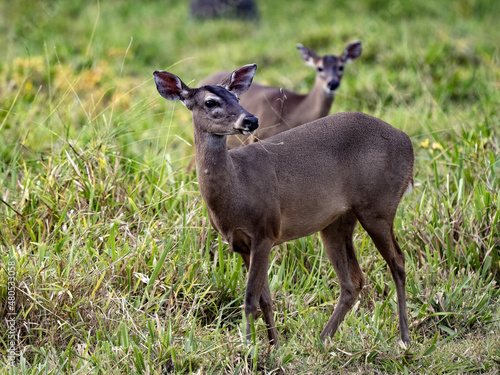 Red brocket  Mazama temama  one of the few deer representatives in Central America. Costa Rica