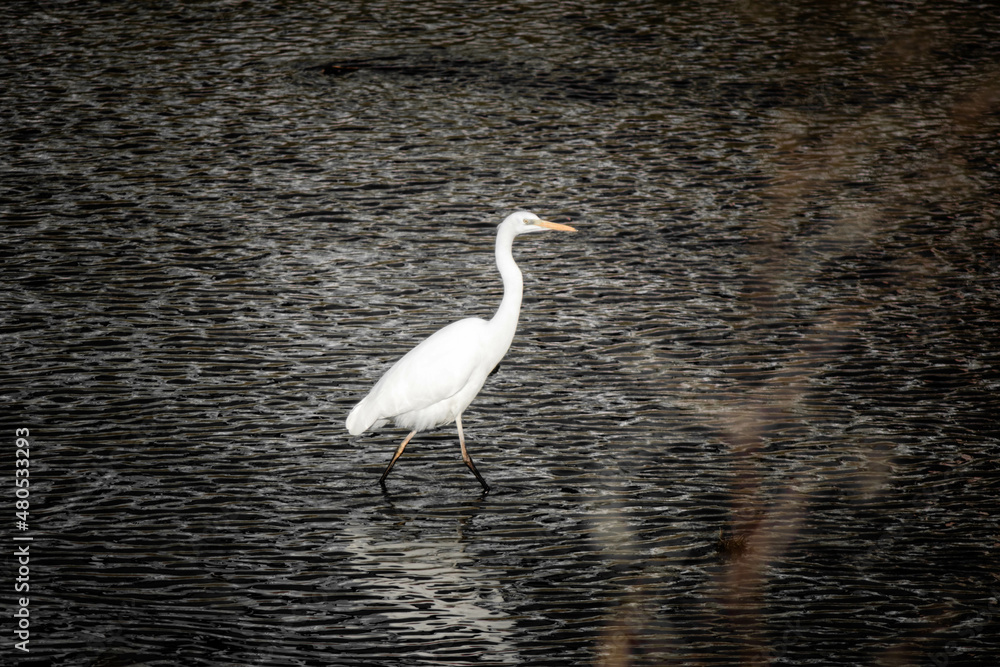 Naklejka premium white egret walking in water in river