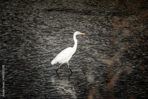 white egret walking in water in river