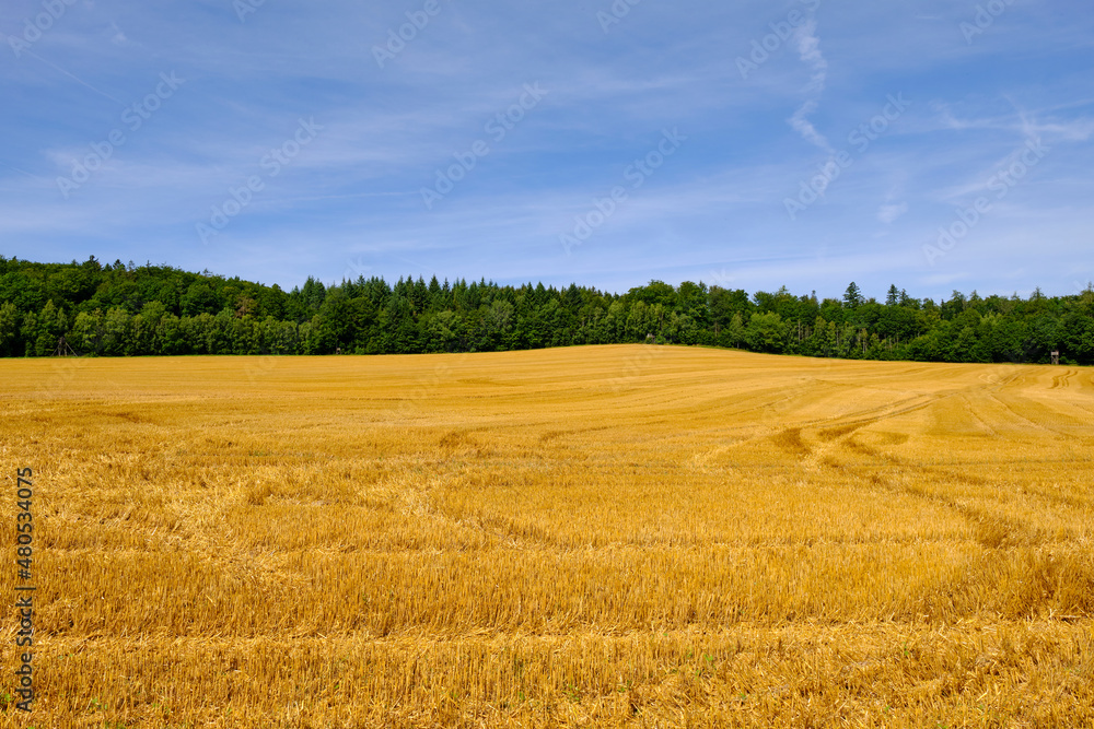 Das NSG Bischofswaldung mit Stedtlinger Moor, Biosphärenreservat Rhön, Gemeinde Rhönblick, Thüringen, Deutschland